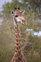 Giraffe / Giraffe / Giraffa camelopardalis.