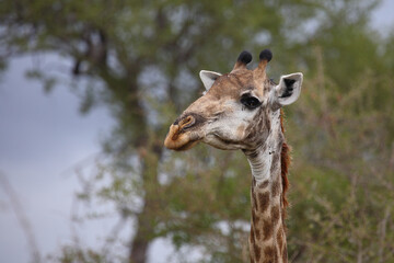 Giraffe / Giraffe / Giraffa camelopardalis