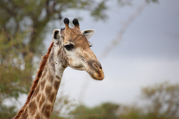 Obraz premium Giraffe / Giraffe / Giraffa camelopardalis