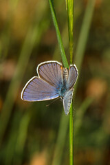 Macro shots, Beautiful nature scene. Closeup beautiful butterfly sitting on the flower in a summer garden.