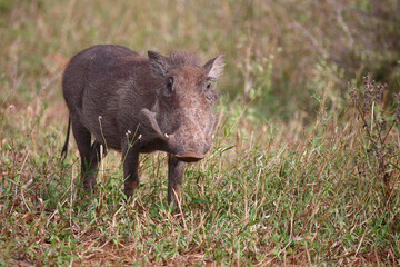 Warzenschwein / Warthog / Phacochoerus africanus