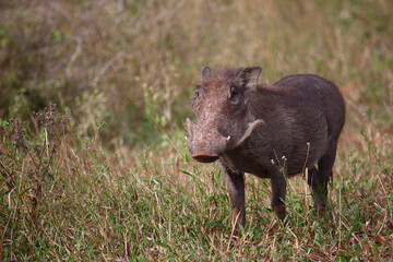 Warzenschwein / Warthog / Phacochoerus africanus