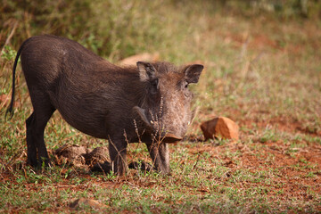 Warzenschwein / Warthog / Phacochoerus africanus