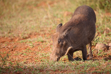 Warzenschwein / Warthog / Phacochoerus africanus