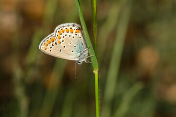 Macro shots, Beautiful nature scene. Closeup beautiful butterfly sitting on the flower in a summer garden.