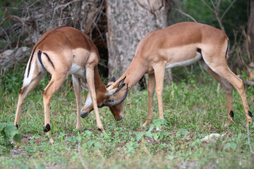 Schwarzfersenantilope / Impala / Aepyceros melampus.