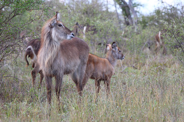 Wasserbock / Waterbuck / Kobus ellipsiprymnus..