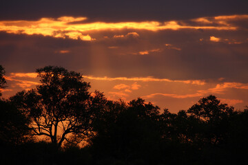 Naklejka na ściany i meble Sonnenuntergang - Krüger Park Südafrika / Sundown - Kruger Park South Africa /