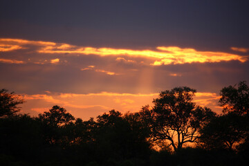 Naklejka na ściany i meble Sonnenuntergang - Krüger Park Südafrika / Sundown - Kruger Park South Africa /