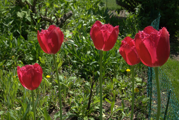 Red Fringe Tulips in a suburban garden. Illinois, USA.