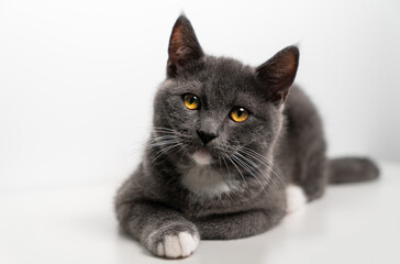 British/scottish gray and cute cat, kitten, pet products background, cat portrait