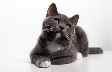 British/scottish gray and cute cat, kitten, pet products background, cat portrait