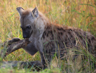 Tüpfelhyäne / Spotted hyaena / Crocuta crocuta...