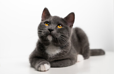 British/scottish gray and cute cat, kitten, pet products background, cat portrait