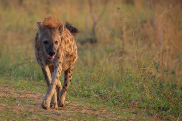 Tüpfelhyäne / Spotted hyaena / Crocuta crocuta...