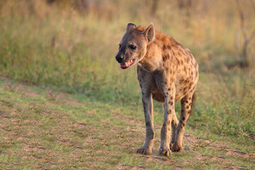Tüpfelhyäne / Spotted hyaena / Crocuta crocuta...