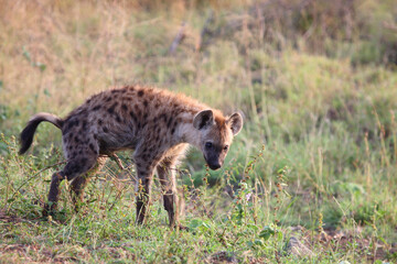 Tüpfelhyäne / Spotted hyaena / Crocuta crocuta...