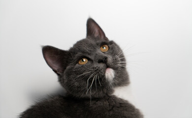 British/scottish gray and cute cat, kitten, pet products background, cat portrait