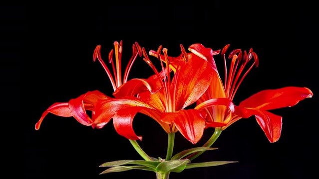 Time Lapse - Three Red Lily Flower Blooming with Black Ground