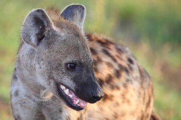 T&uuml;pfelhy&auml;ne / Spotted hyaena / Crocuta crocuta.....