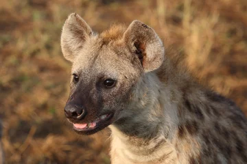 Tuinposter Gevlekte hyena / Crocuta crocuta... © Ludwig
