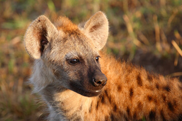 Fototapeta premium Tüpfelhyäne / Spotted hyaena / Crocuta crocuta...