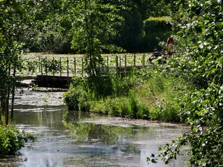 Fototapeta na wymiar Steg am Teich mit Seerosen Inselpark Wilhelmsburg