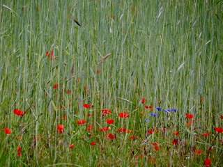Gras mit Mohn und blauen Kornblumen