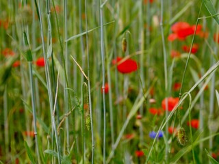 Mohnblumen auf dem Feld