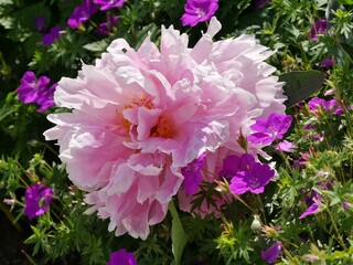 Aufgeblühte Pfingstrose im Sonnenlicht