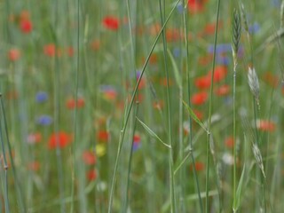Gräser scharf vor unscharfen´m Mohn