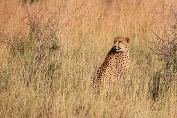 Gepard / Cheetah / Acinonyx jubatus © Ludwig