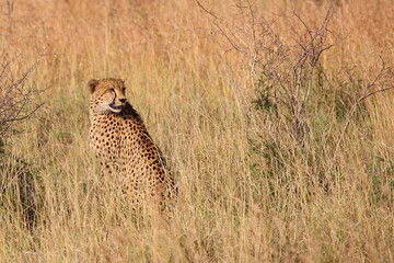 Gepard / Cheetah / Acinonyx jubatus © Ludwig