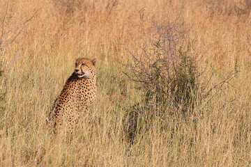 Gepard / Cheetah / Acinonyx jubatus © Ludwig