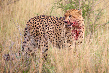 Gepard / Cheetah / Acinonyx jubatus.. © Ludwig