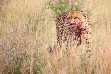 Gepard / Cheetah / Acinonyx jubatus.. © Ludwig