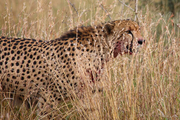 Gepard / Cheetah / Acinonyx jubatus..