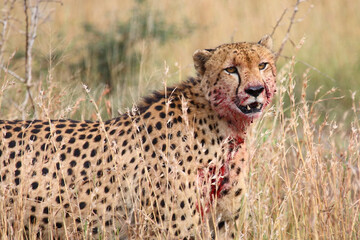 Gepard / Cheetah / Acinonyx jubatus.. © Ludwig