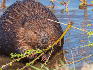 Beaver (Castor canadensis) in Alaska