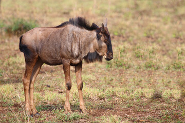 Obraz na płótnie Canvas Streifengnu / Blue wildebeest / Connochaetes taurinus......Streifengnu / Blue wildebeest / Connochaetes taurinus.