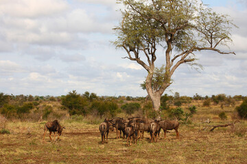 Fototapeta premium Streifengnu / Blue wildebeest / Connochaetes taurinus......Streifengnu / Blue wildebeest / Connochaetes taurinus.