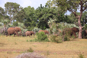 Naklejka premium Afrikanischer Elefant / African elephant / Loxodonta africana