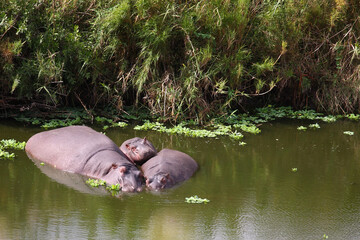 Flußpferd / Hippopotamus / Hippopotamus amphibius.