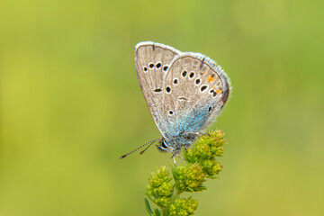 Macro shots, Beautiful nature scene. Closeup beautiful butterfly sitting on the flower in a summer garden.