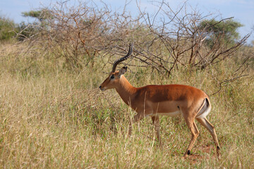 Schwarzfersenantilope / Impala / Aepyceros melampus