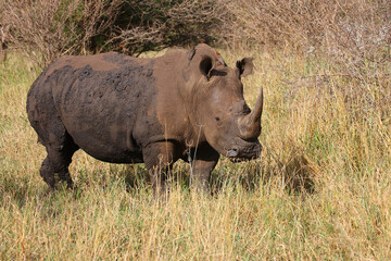 Breitmaulnashorn und Rotschnabel-Madenhacker / Square-lipped rhinoceros and Red-billed oxpecker /...