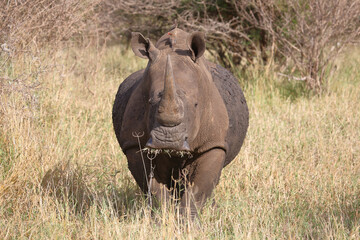 Breitmaulnashorn und Rotschnabel-Madenhacker / Square-lipped rhinoceros and Red-billed oxpecker / Ceratotherium simum et Buphagus erythrorhynchus.