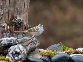 White-crowned Sparrow Striking a Pose