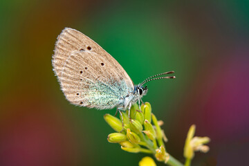 Macro shots, Beautiful nature scene. Closeup beautiful butterfly sitting on the flower in a summer garden.