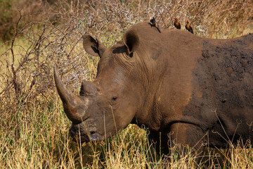 Breitmaulnashorn und Rotschnabel-Madenhacker / Square-lipped rhinoceros and Red-billed oxpecker /...